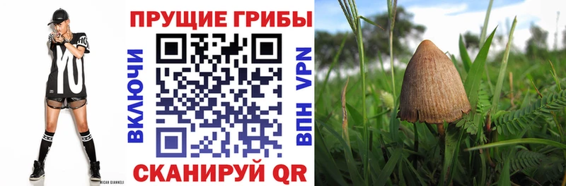 Псилоцибиновые грибы прущие грибы  Новочеркасск 